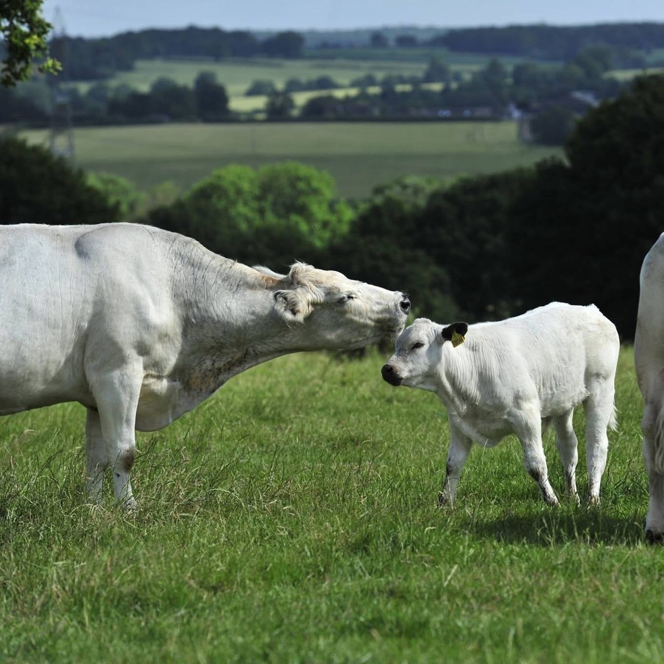 Antrobus Farms